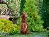 Contario Ode Florence 8.5 years
