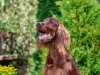 Contario Ode Florence 8.5 years