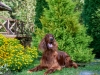 Contario Ode Florence 8.5 years