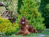 Contario Ode Florence 8.5years