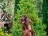 Contario Ode Florence 8.5years