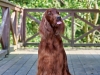Contario Ode Florence 8.5years