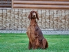 Contario Ode Jasmine 2.6 years