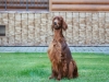 Contario Ode Jasmine 2.6 years