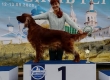 Международная выставка собак всех пород «Владимир 2020» (РФОС) / IDS «Vladimir 2020»