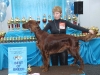 Contario Ode Walk On Air, февраль 2007, CACIB, BOB, Best in Group - I, Новосибирск