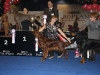 Afrodita My Princess For Contario Ode, CAC, CACIB, Best in Group - I, Нижний Новгород