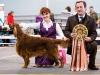 Contario Ode Capella на Монопородной выставке ранга Победитель клуба стала Лучшей собакой выставки!