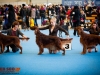 Fansett Secret Contario Ode, Irish setter ring Helsinki winner 2012