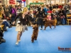 Fansett Secret Contario Ode, Irish setter ring Finnish winner 2012