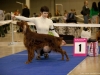 Монопородная выставка Ирландиских сеттеров, Contario Ode Infiore - СW, CC, 2nd Best Breed Bitch