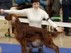 Монопородная выставка Ирландиских сеттеров, Contario Ode Infiore - СW, CC, 2nd Best Breed Bitch