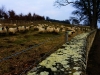 England'sheeps