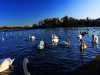 Linlithgow Swan Lake