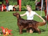 Fansett Secret Contario Ode - Чемпион Национального Клуба породы 2012, Лучшая собака выставки!