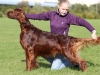 Fansett Secret Contario Ode - Чемпион Национального Клуба породы 2012, Лучшая собака выставки!