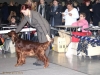 BITCHES OPEN CLASS - Berboss Penny-Piece - CW, CAC, 2nd best breed bitch вл.Artiola, Finland