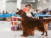 Монопородная выставка ранга ПК в рамках России 2014, Contario Ode Divin Essor - CW, CC, 3d Best Dog