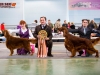 Лучший кобель породы - Applegrove Bechamel и Лучшая собака выставки - Contario Ode Capella