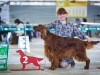 Irish Setter Club Speciality 2013, Moscow, Contario Ode Caprice - R.CW, CC