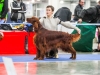 Монопородная выставка Ирландских сеттеров, ранг ПК. Contario Ode Novella - CW, Junior Club Winner 2013, BOB Junior, BEST IN SHOW!