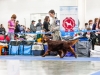 Монопородная выставка Ирландских сеттеров, ранг ПК. Contario Ode Novella - CW, Junior Club Winner 2013, BOB Junior, BEST IN SHOW!