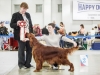 Монопородная выставка Ирландских сеттеров, ранг ПК. Contario Ode Novella - CW, Junior Club Winner 2013, BOB Junior, BEST IN SHOW!