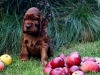 Red girl, 4 weeks