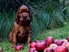 Red girl, 4 weeks