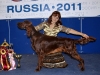 Fansett Secret Contario Ode - Лучший щенок породы на России 2011