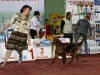 Contario Ode Capella,  Лучший юниор и Лучший представитель породы, Вторая лучшая собака 7 группы