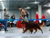 Golden Collar 2014 - Contario Ode Divin Essor - Best Dog, Breed Winner 2014