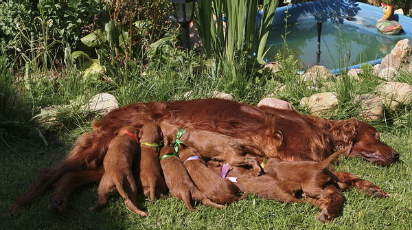 driada-and-pups