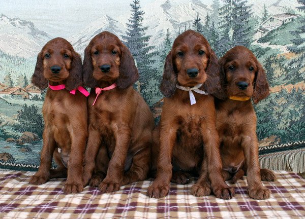 pups-m-litters