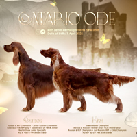 Помет «M»: Contario Ode Harmonie X Contario Ode Jasper