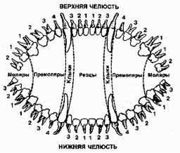 Немного необычного о зубах собак