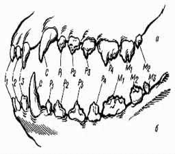 Немного необычного о зубах собак статья