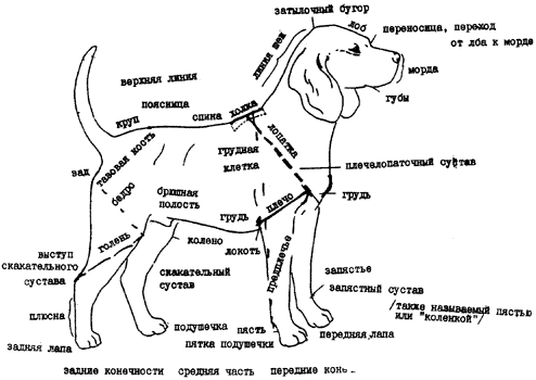 строение собаки
