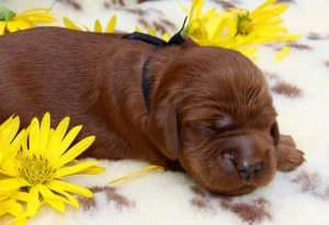 Contario Ode P-litter, 1 week