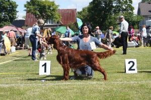 Contario Ode Picasso - Estonian Junior Champion 2014 (10 months)