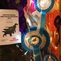 Irish Setter Show in Finland 2019