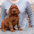 Contario Ode Ch-litter 5,5 weeks