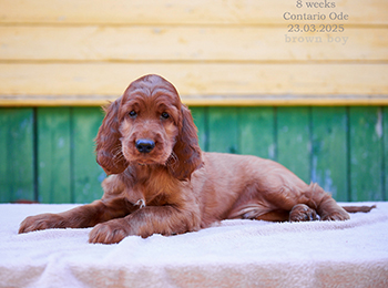 Владелец: Ратушная Надежда, Санкт-Петербург