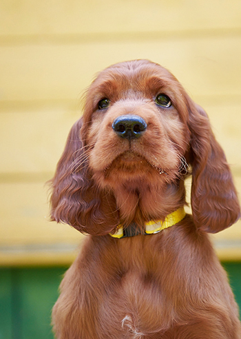 Владелец: Хохрин Михаил, Санкт-Петербург