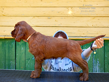 Владелец: Воскобойник Алексей, МО