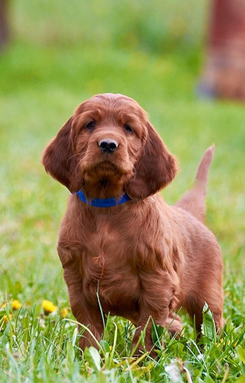 Владелец: Османов Амир, Москва