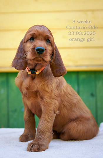 Владелец: Богомолов Олег, Тула