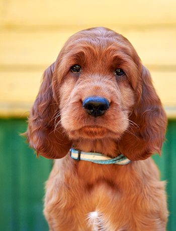 Владелец: Тополь Анастасия, Москва