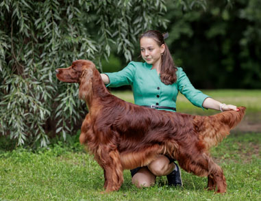 main-Agent-English-1