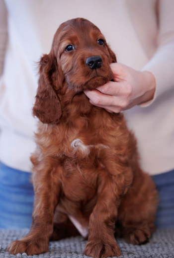 Contario Ode Nominee